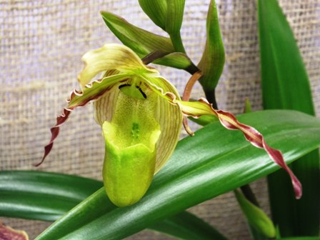 Новогодняя выставка орхидей эффектбио для орхидей спонсор БиоТехнологии производитель effectbio BioTechnology